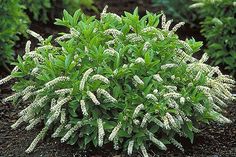 a small bush with white flowers in the dirt