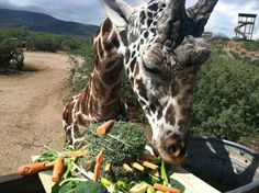 two giraffes eating out of a bucket with vegetables