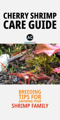 the cherry shrimp care guide for breeding and growing your shrimp family, with text overlaying