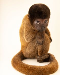 a brown monkey sitting on top of a white floor