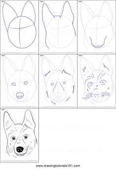 the steps to draw an animal's head