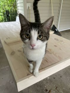 a gray and white cat sitting on top of a wooden table