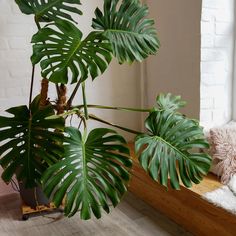 a large green plant sitting on top of a window sill next to a stuffed animal