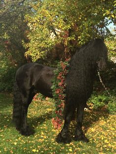 a large black horse standing on top of a lush green field