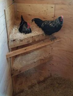 two chickens in a wooden coop with hay