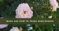 pink roses with the words when and how to prune rose bushes on it