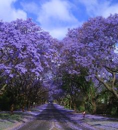 the road is lined with trees and purple flowers