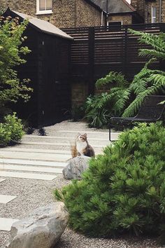 a cat sitting on the ground in front of some bushes and rocks, looking up into the sky