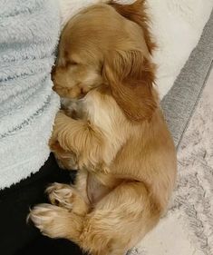 a small brown dog laying on top of a bed