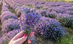 a person holding up a bunch of lavender flowers in front of a field full of lavender plants