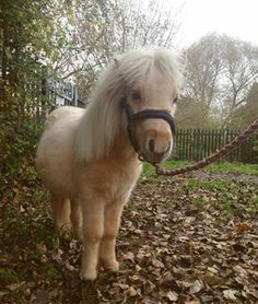 a small pony standing on top of leaf covered ground