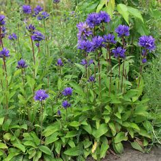 some purple flowers are growing in the grass