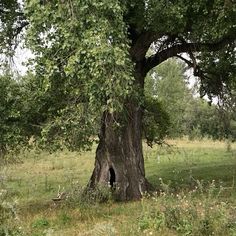 a large tree with a hole in the middle of it's trunk, surrounded by grass and trees