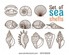 the set of sea shells is drawn by hand