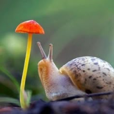 a snail is sitting on the ground next to a small orange and yellow mushroom,