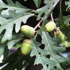 some green leaves and acorns on a tree