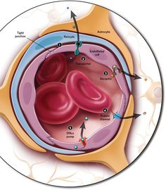 an image of the inside of a human stomach with different stages of fertition