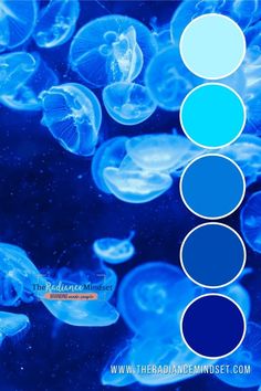 blue jellyfish in the water with different colors