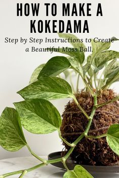 a close up of a plant with the words how to make a kokedama