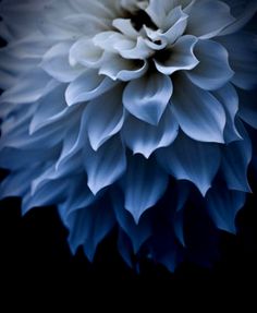 a large white flower on a black background