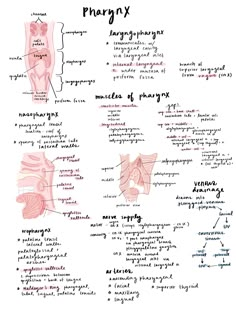 a diagram of the muscles and their functions in human anatomy, with words written on it