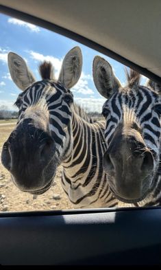 two zebras are seen through the rear window of a car