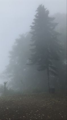 a foggy field with trees in the distance