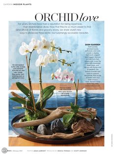 the front page of an article about orchids on display in a bowl with rocks and wood