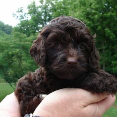 a small brown dog sitting on top of a person's hand next to trees