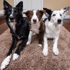 three dogs sitting on top of a rug in front of a door and looking at the camera