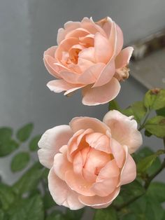 two pink flowers with green leaves in front of a gray wall and grey building behind them