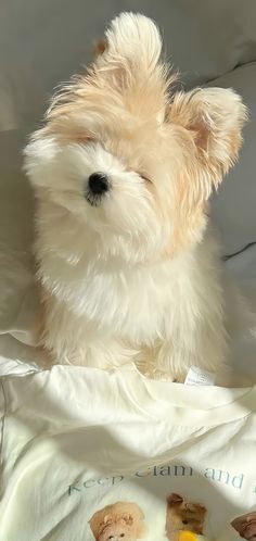 a small white dog sitting on top of a bed next to a stuffed teddy bear