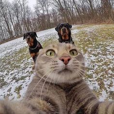 two dogs and a cat are looking up at the camera with their eyes wide open