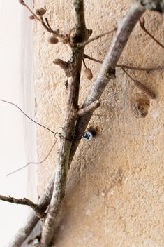 a tree branch with small blue eyes in the center and two branches sticking out of it