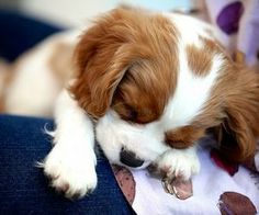 a brown and white puppy laying on top of a blue couch next to a blanket