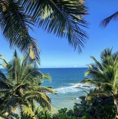 the ocean is surrounded by palm trees and blue sky in this photo, looking out over the beach