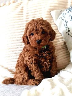 a small brown dog sitting on top of a bed