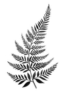 a black and white drawing of a fern leaf