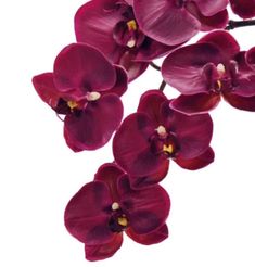 purple orchids on white background with clipping path to the top right side and bottom left corner