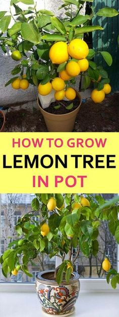 how to grow lemon tree in pot