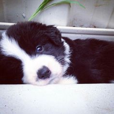 a small black and white dog laying on top of a counter next to a plant