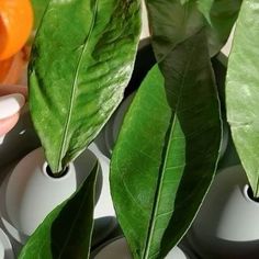 some green leaves and oranges in white cups