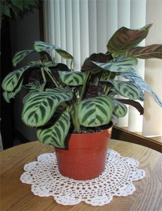 a potted plant sitting on top of a table next to a white doily