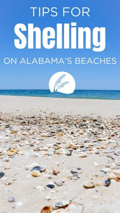 shells on the beach with text that reads tips for shelling on alabama's beaches