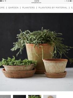 three potted plants sitting next to each other