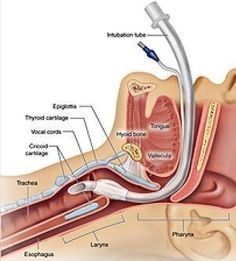 the anatomy of the ear and its surrounding structures