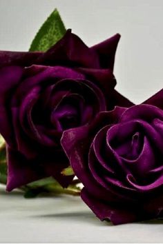 two purple roses with green leaves on them