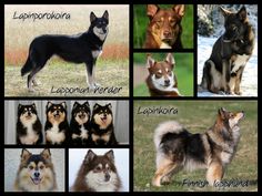 there are many different dogs that can be found in the pictures on this page,