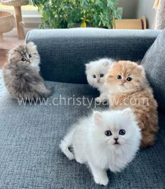 three kittens sitting on a couch with one looking at the camera and two staring