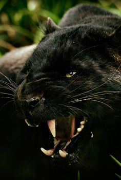 a black cat with it's mouth open and teeth wide open in the dark